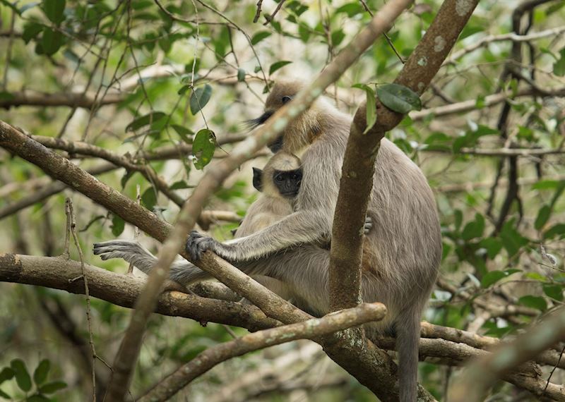 Mother and baby monkey at Wilpattu National Park