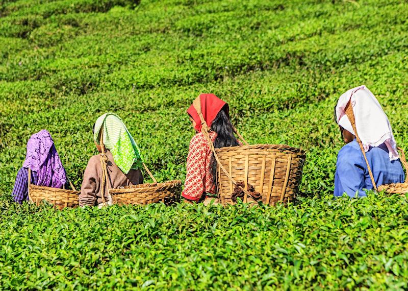 Darjeeling tea plantations