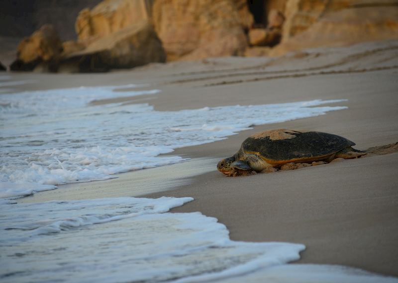 Ras Al Jinz Turtle Reserve