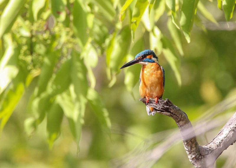 A common kingfisher in Bandhavgarh National Park