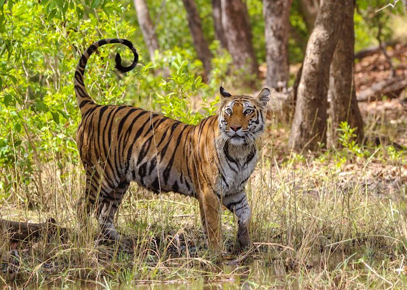 An alert young tiger in Bandhavgarh National Park