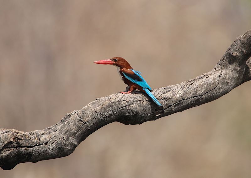 White-throated kingfisher, Pench National Park