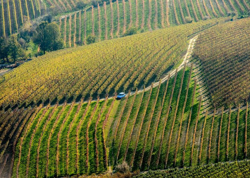 Vineyards, Barolo