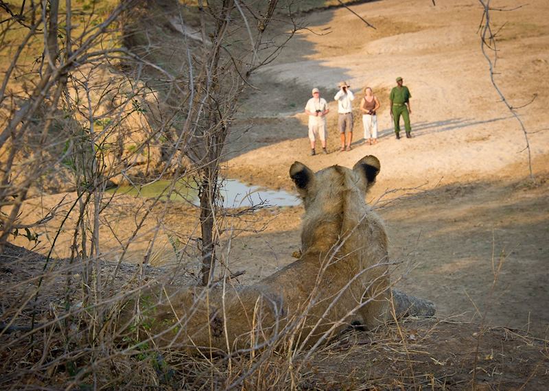 Lion views his kingdom, South Luangwa National Park