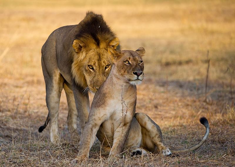 Honeymoon Lions, South Luangwa National Park