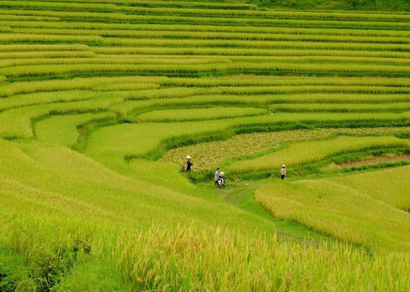 Rice fields outside Mai Chau