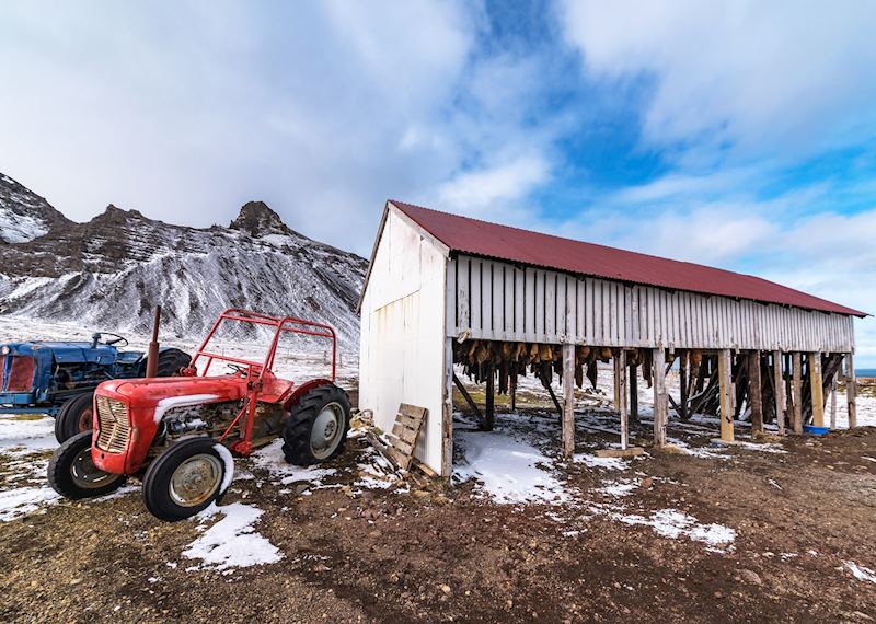 Curing hákarl, Snæfellsnes Peninsula 