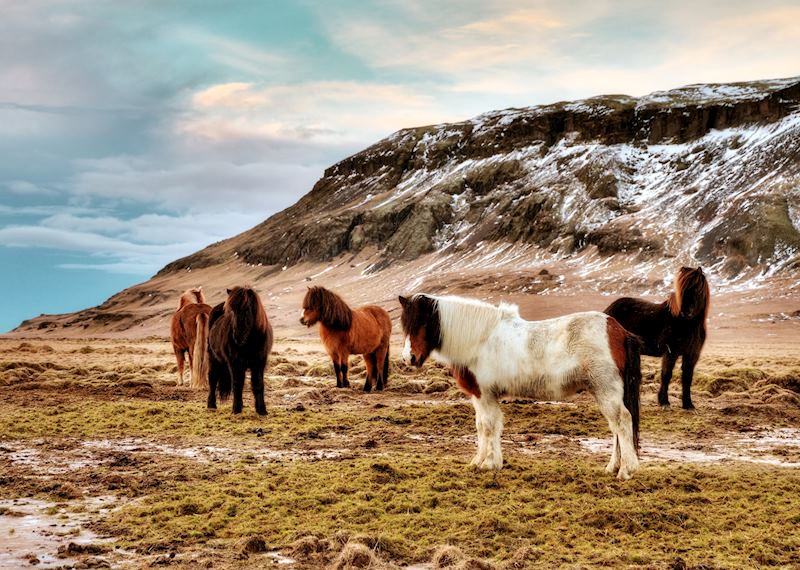 Icelandic horses