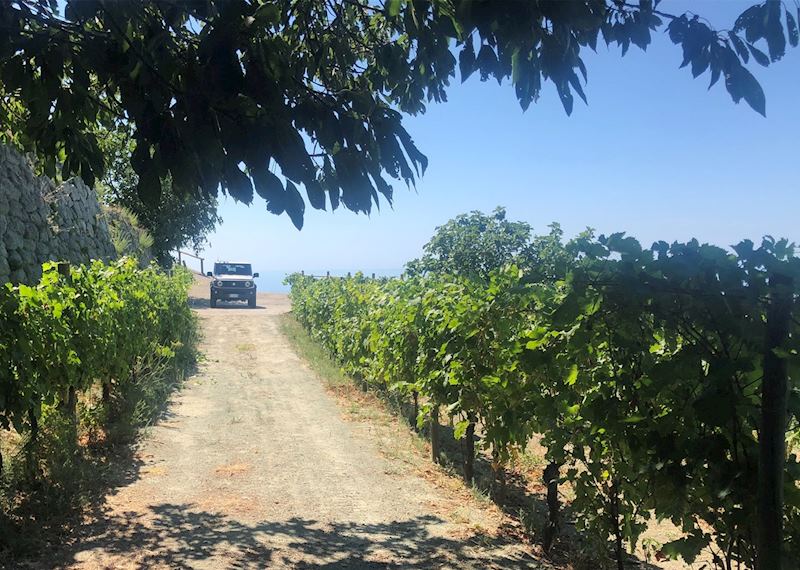 Vineyards, Casa D'Ambra winery