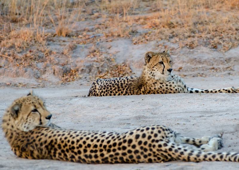 Cheetahs relaxing in the Sabi Sands