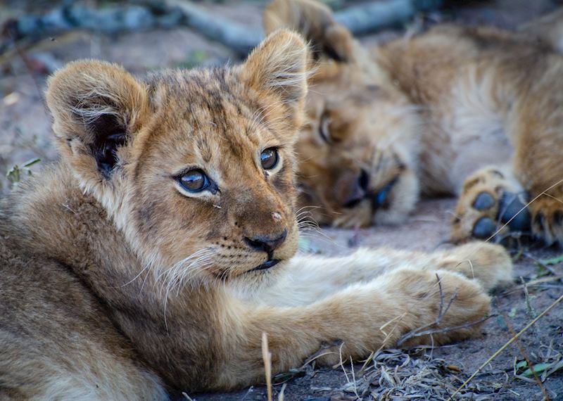 Lion Cubs, Timbavati Private Game Reserve