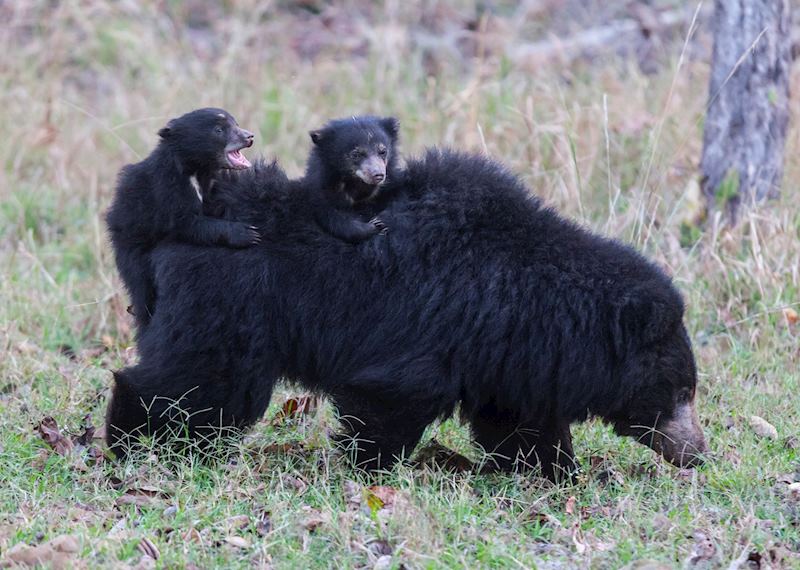 Sloth bears, Satpura National Park