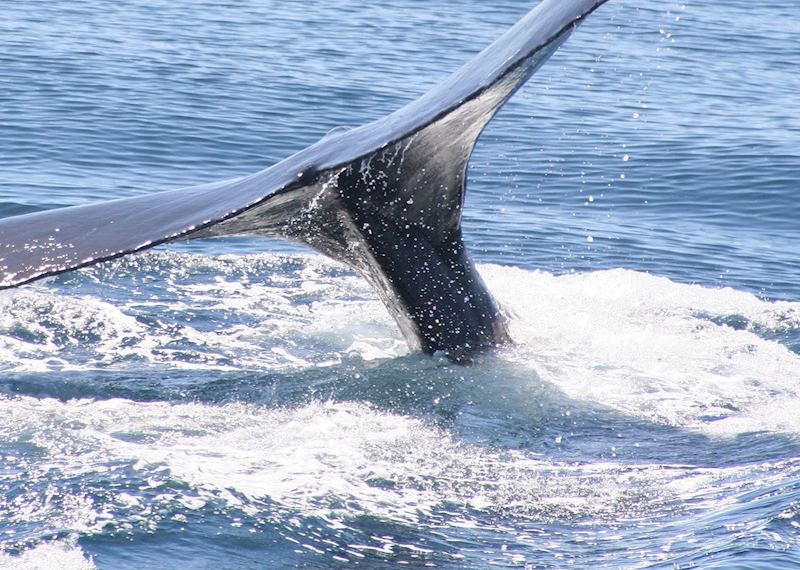 Humpback whale, Baja California, Mexico