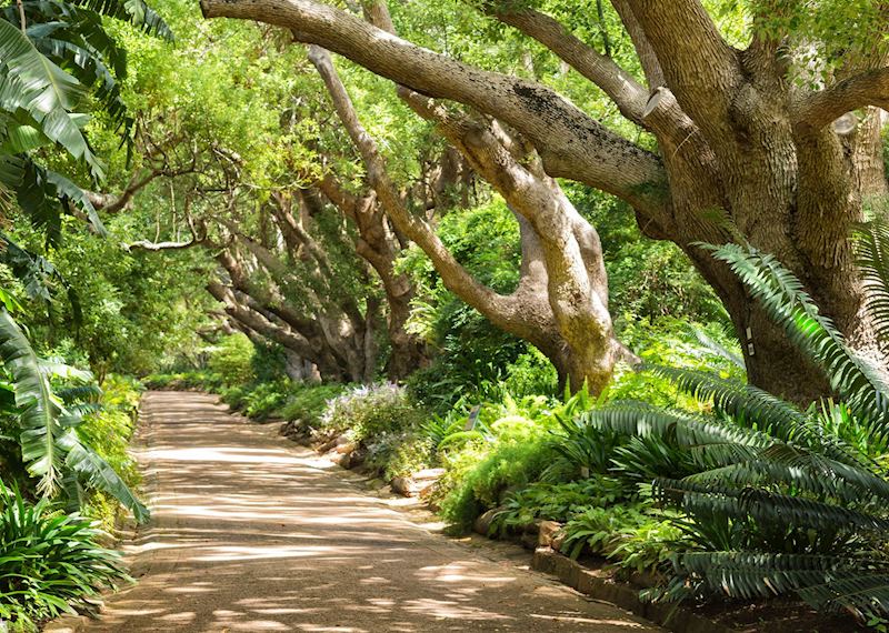 Path in Kirstenbosch National Botanical Garden