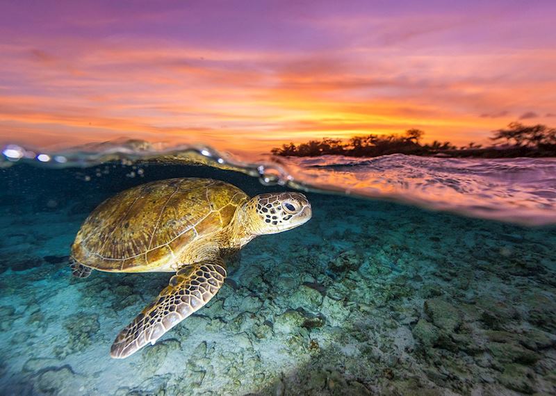 Lady Elliot Island