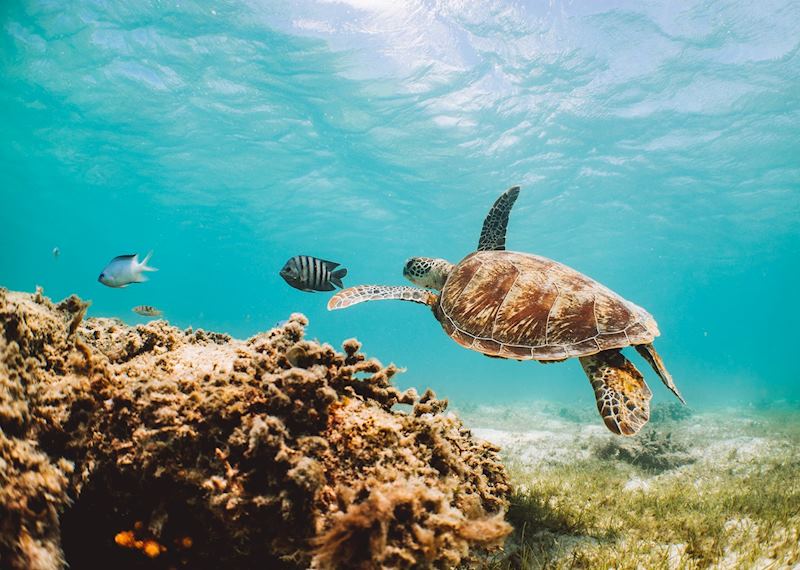 Lizard Island