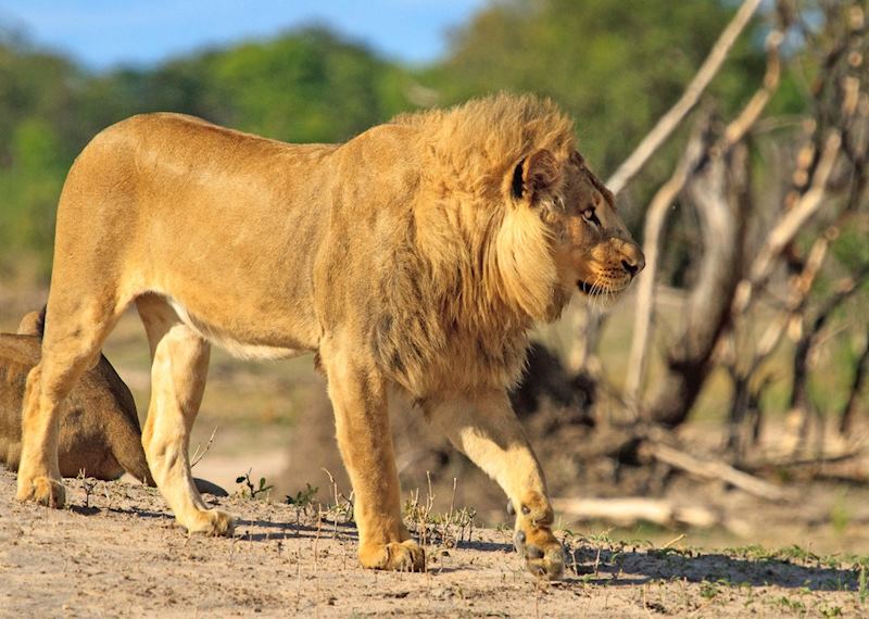 Lion in Hwange National Park