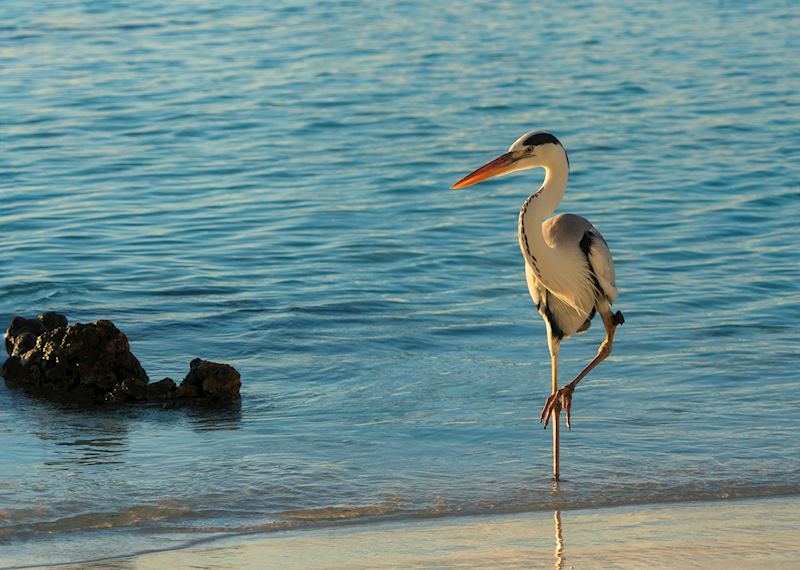 Wildlife spotting from Constance Moofushi