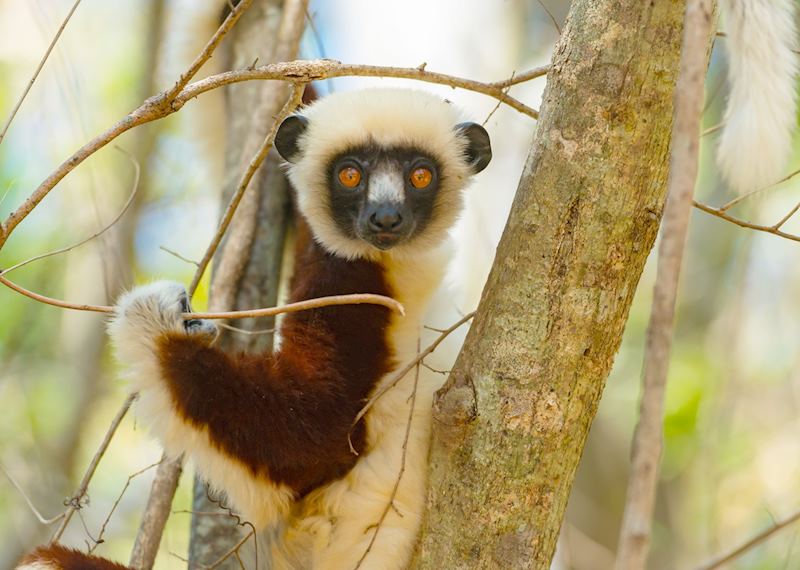 Coquerel Sifaka Lemur, Anjajavy Private Nature Reserve 