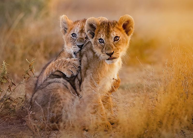 Lion cubs in Samburu National Reserve