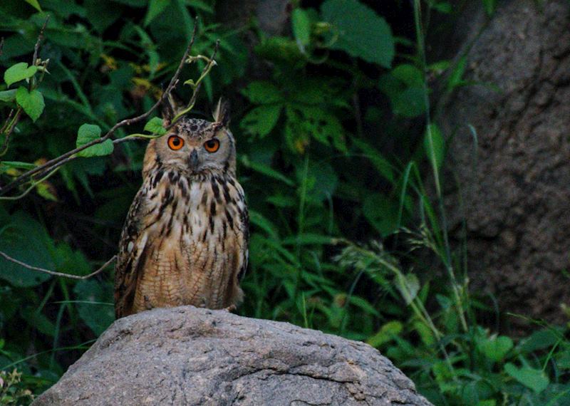 An Indian Eagle Owl spotted on a safari at Sariska