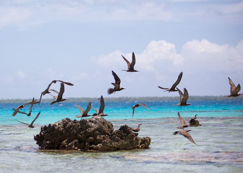 Bird's Island, Tikehau