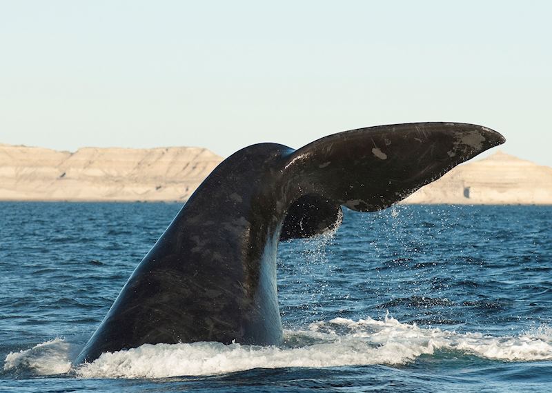 Southern right whale off the coast of Península Valdés