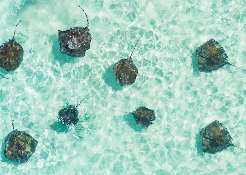Stingray spotting from Carlisle Bay