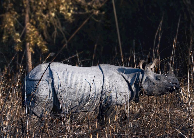 Rhino spotted at Dudhwa National Park