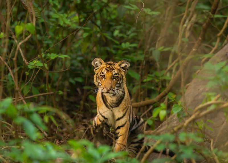 Tiger sighting at Dudhwa National Park