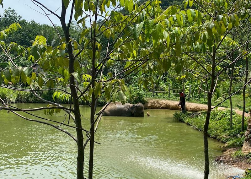 Elephant bathing, Following Giants