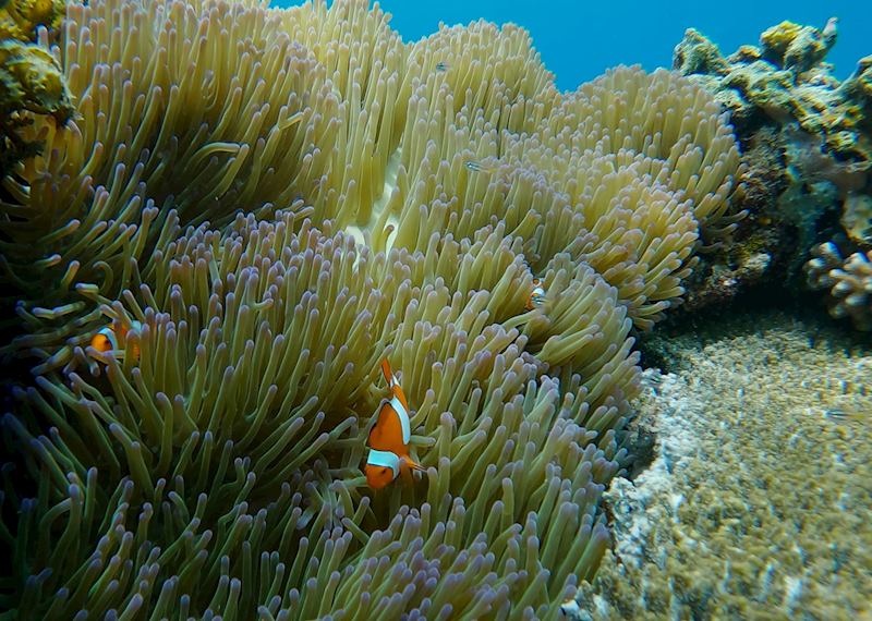 Clownfish, Dauin
