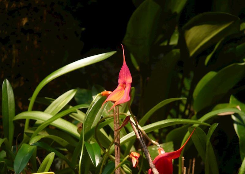 Orchid Gardens
