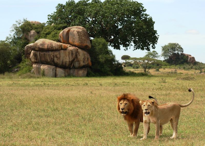 Lion, Serengeti National Park, Tanzania