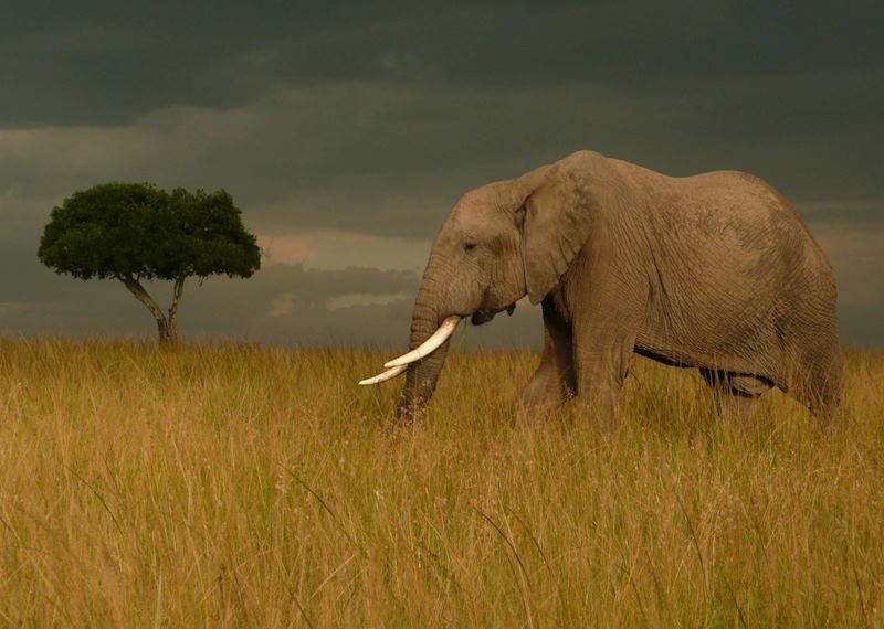 Elephant in the Masai Mara, Kenya