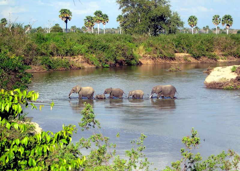 Elephants crossing the Rufiji River, Selous Game Reserve