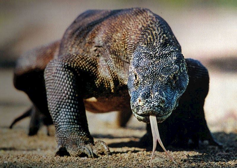 Komodo Dragon, Indonesia