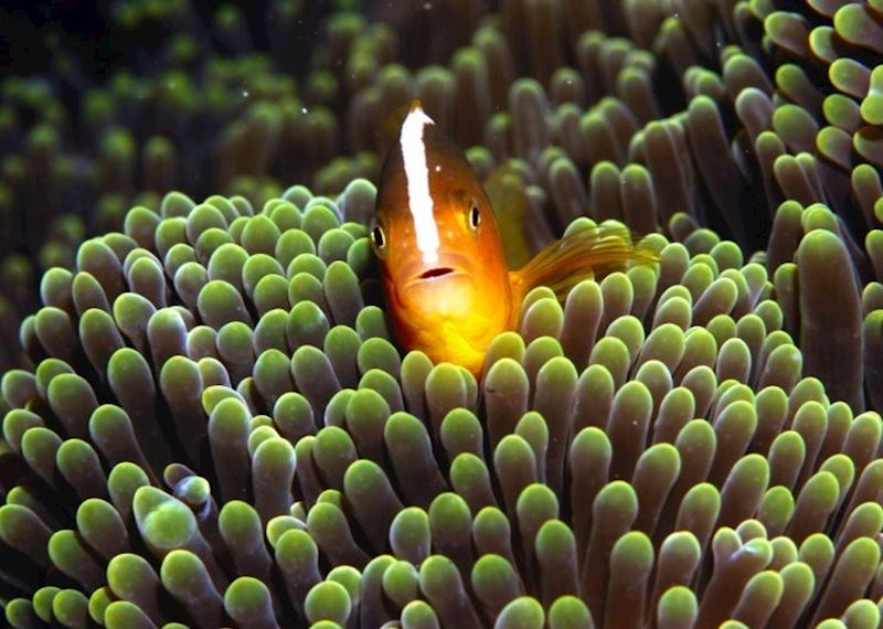 Underwater scene around Komodo, Indonesia