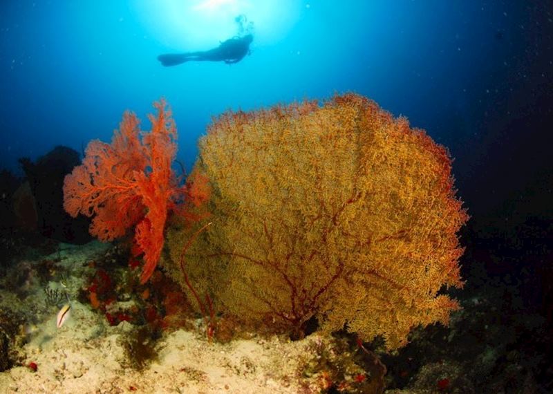 Diving around Komodo, Indonesia