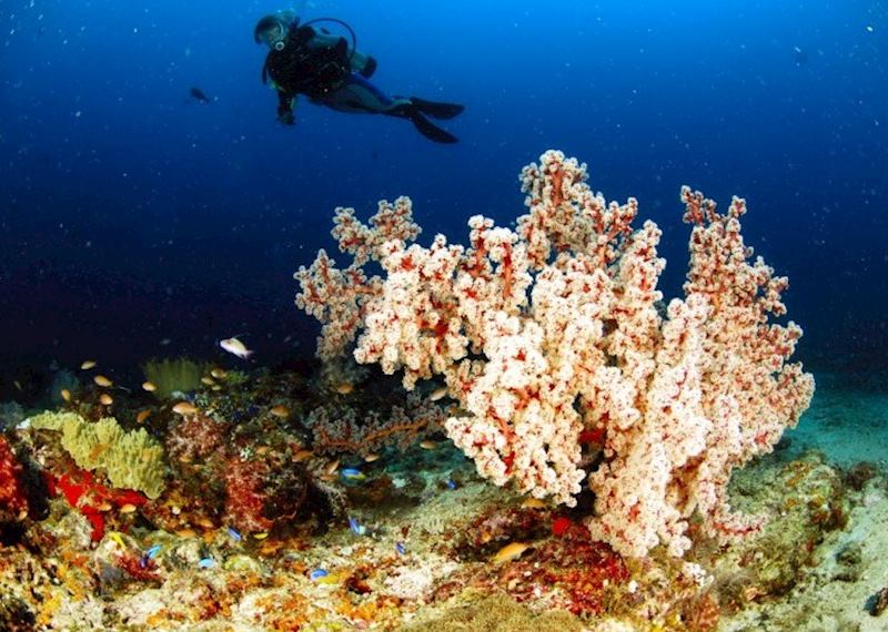 Diving around Komodo, Indonesia