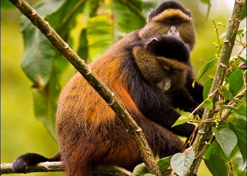 Golden monkeys, Volcanoes National Park