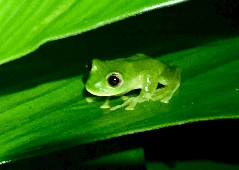 Santa Marta glass frog