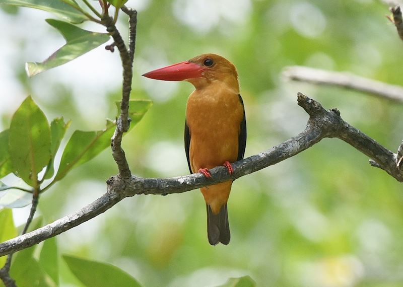 Brown winged kingfisher