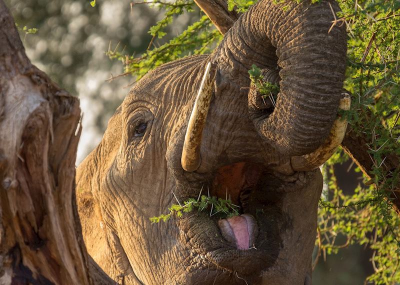 Samburu National Reserve