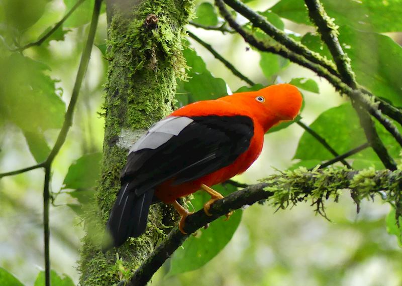 Andean Cock-of-the-Rock in Aguas Calientes
