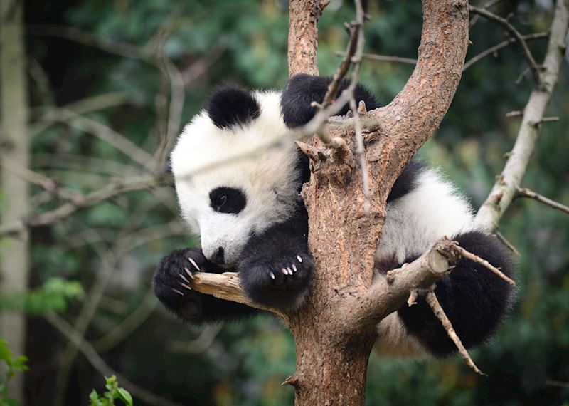 Panda cub at Chengdu Panda Research Base 