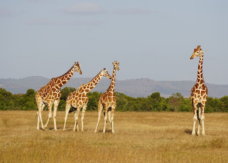 Reticulated giraffes in Ol Pejeta