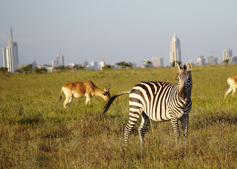Wildlife grazing in Nairobi National Park