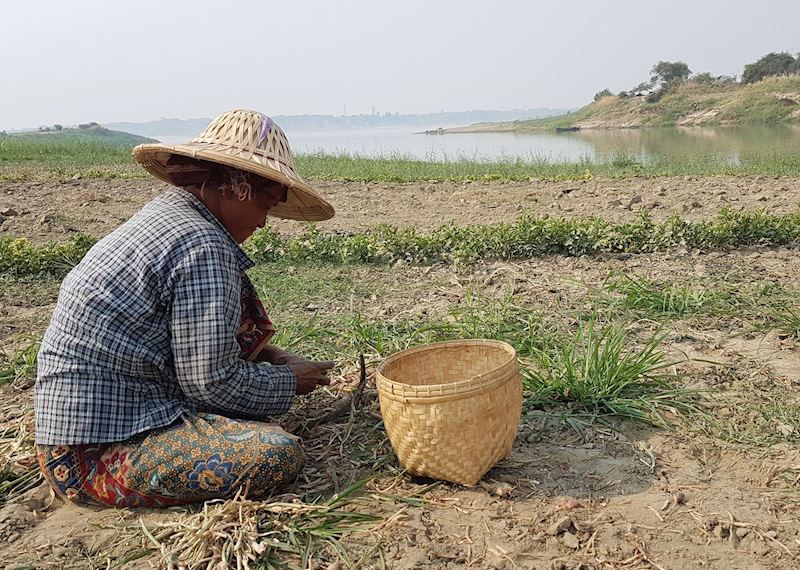 Women picking vegetables in Paday Thar Kyan village, near Salay 