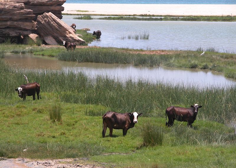 Cows in a lagoon near Samhuram